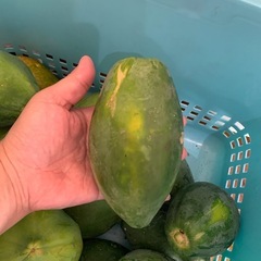 青パパイヤ☆フルーツパパイヤの画像