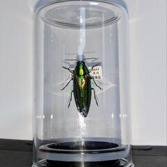 タマムシ　標本　昆虫　アクリルケース　子供の画像