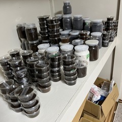 パラワンオオヒラタ等幼虫ワンコインSALE