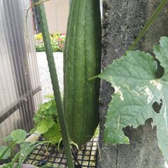 へちま（糸瓜）欲しい方にあげますの画像