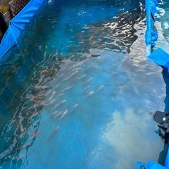 ５０匹 錦鯉　ニシキゴイ　こい　餌の画像