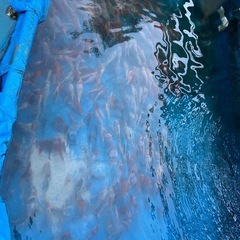 ５０匹 錦鯉　ニシキゴイ　こい　餌の画像