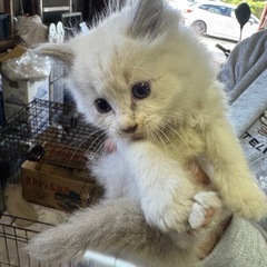 白猫(里親決まりました)