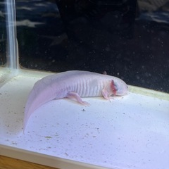 ウーパールーパーの画像