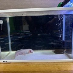 ウーパールーパー