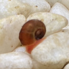 レッドラムズホーン　1匹10円　5匹〜の画像
