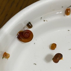 レッドラムズホーン　1匹10円　5匹〜の画像