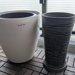 観葉植物 鉢2つ