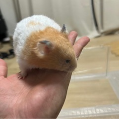 ゴールデンハムスター