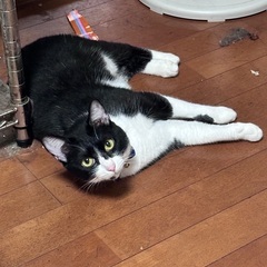 迷い猫を探しています【見つかりました】