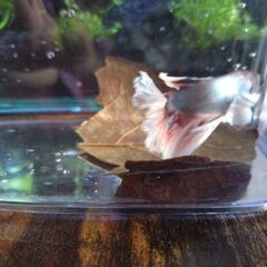 ベタ ハーフムーンダンボ♂ マジックリーフ、ヤシャブシの実付き 即日お渡し可能 熱帯魚 アクアリウムの画像