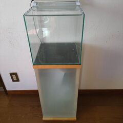 30センチ水槽