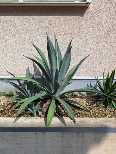 アガベ アメリカーナ 大株 アオノリュウゼツラン 生活雑貨 ガーデニング