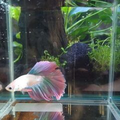 ベタ ハーフムーン♂ ピンクファンシー系 マジックリーフ、ヤシャブシの実付き 即日お渡し可能 熱帯魚 アクアリウムの画像