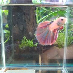 ベタ ハーフムーン♂ ピンクファンシー系 マジックリーフ、ヤシャブシの実付き 即日お渡し可能 熱帯魚 アクアリウムの画像