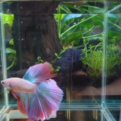 ベタ ハーフムーン♂ ピンクファンシー系 マジックリーフ、ヤシャブシの実付き 即日お渡し可能 熱帯魚 アクアリウムの画像