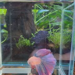 ベタ ハーフムーン♂ ピンクファンシー系 マジックリーフ、ヤシャブシの実付き 即日お渡し可能 熱帯魚 アクアリウムの画像
