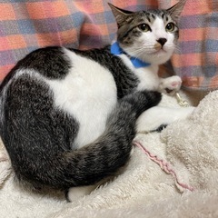 大人しい男の子シジミ君 - 猫