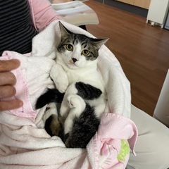 大人しい男の子シジミ君 − 神奈川県
