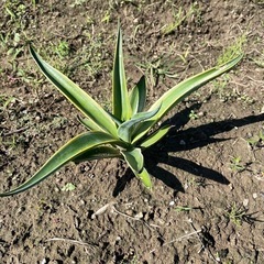 アガベ ベネズエラの画像