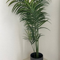 観葉植物