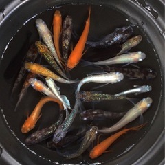 終了⭐️ミックスメダカ⭐️ 20匹＋α   お買い得です！