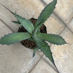 丸葉じゃないパリーの画像