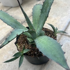 丸葉じゃないパリーの画像