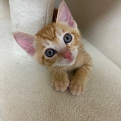 ⭐️ミルクから育てた甘えん坊の茶トラくん2カ月