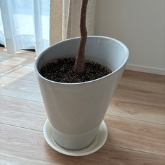パキラ　観葉植物の画像
