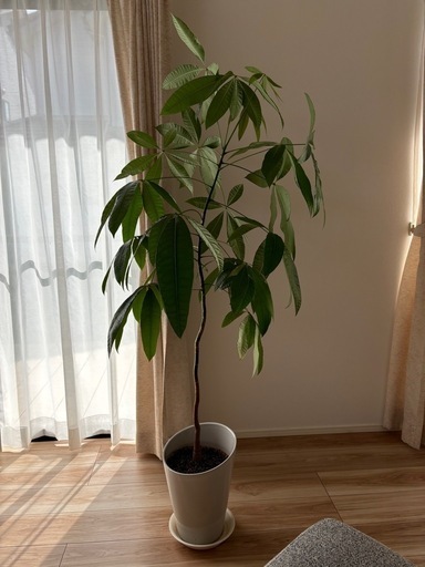 パキラ　観葉植物