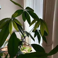 パキラ　観葉植物の画像