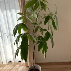 パキラ　観葉植物の画像