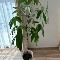 パキラ　観葉植物の画像