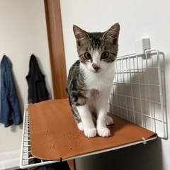 三毛子猫(メス) 決まりました