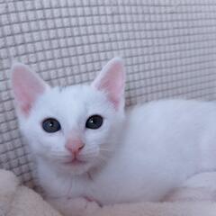 ヤンチャ盛りのおチビちゃん - 春日市