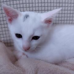 ヤンチャ盛りのおチビちゃん - 猫
