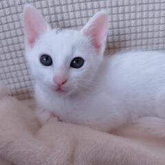 ヤンチャ盛りのおチビちゃん − 福岡県