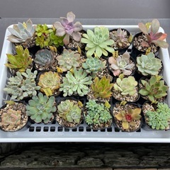 🌵多肉植物O   　1ポット100円