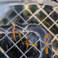 竜章鳳姿の画像