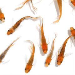 竜章鳳姿の画像