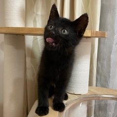 正式譲渡　黒猫の男の子　天くん - 大阪市