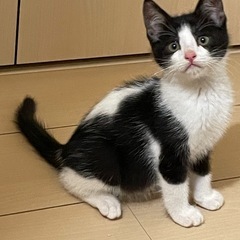 正式譲渡　ハチワレの男の子　空くん