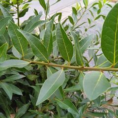 ローリエ 🌿（月桂樹）