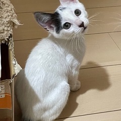 正式譲渡　白黒の女の子　月（あかり）ちゃん