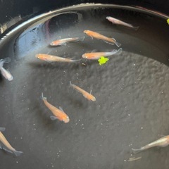 【取引中】レッドクリフ紅白⭐︎1匹¥150-の画像