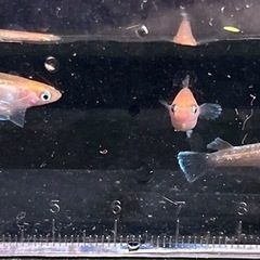 【取引中】レッドクリフ紅白⭐︎1匹¥150-の画像