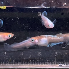【取引中】レッドクリフ紅白⭐︎1匹¥150-の画像