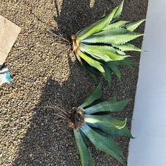 アガベ　の画像