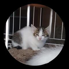 うちの子にしてくだしゃいませんか…🐱家族ができました❗